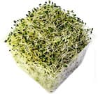 alfalfa sprouts