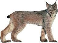 bobcat