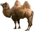 camel