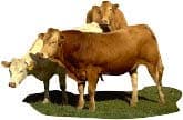 cattle