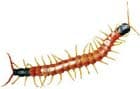 centipede