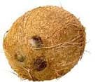 coconut