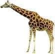 giraffe