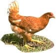 hen