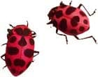 ladybugs