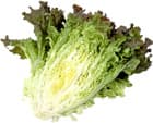 lettuce