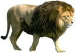 lion