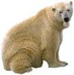 polar bear