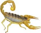 scorpion