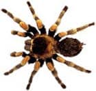 tarantula