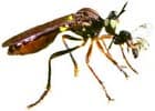 wasp